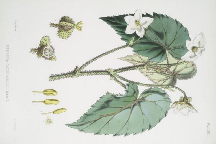 B. cathcartii